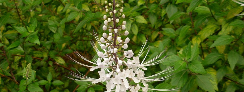 Depurativos naturales. Ortosifón